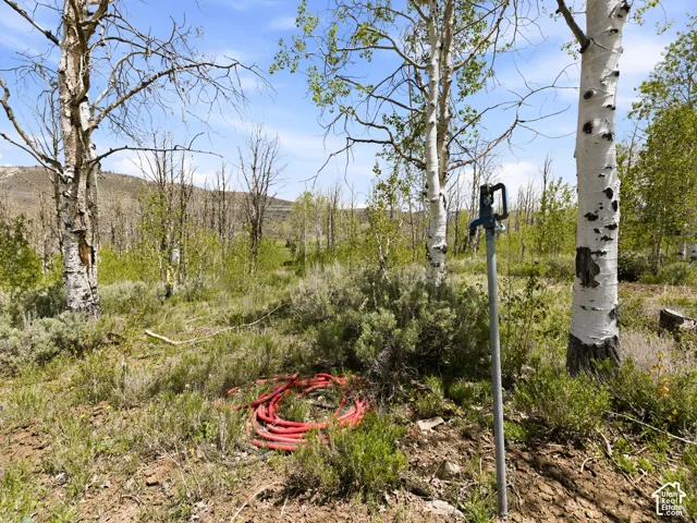 Wooded lot featuring mature birch trees, an outdoor water spigot, and natural ground cover