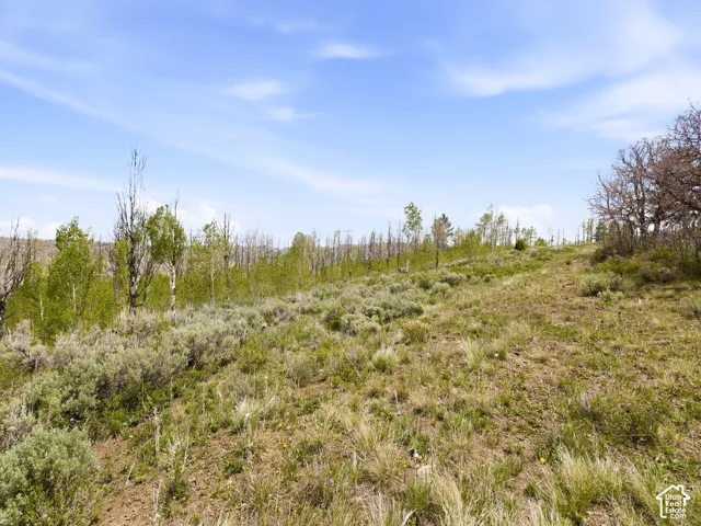 Expansive natural landscape featuring rolling terrain, varied natural grasses, mature trees, and a clear sky backdrop
