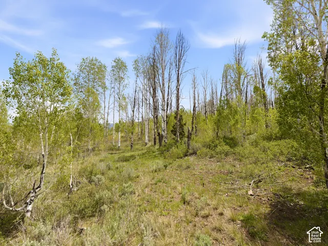 Expansive natural landscape featuring varied tree types and extensive ground cover under a clear sky