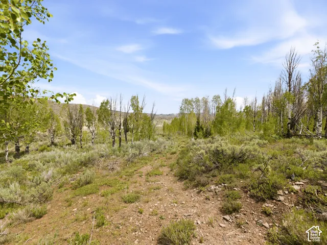 Expansive natural landscape featuring a dirt path, diverse foliage, and a bright blue sky