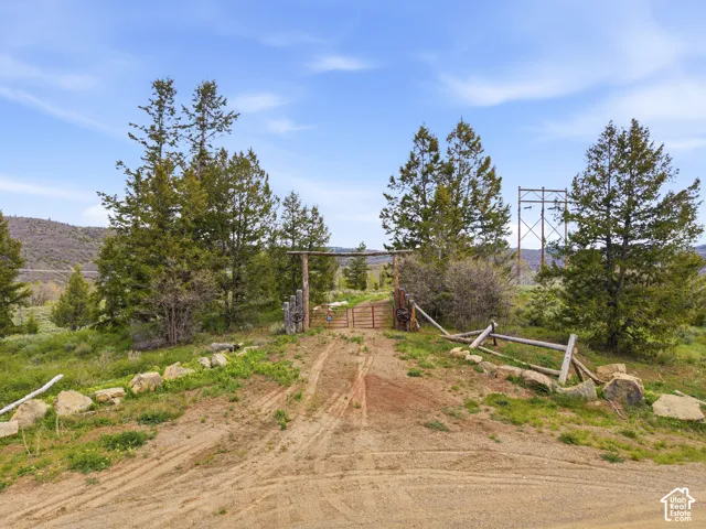 Gravel drive with a rustic wooden gate, surrounded by mature evergreen trees