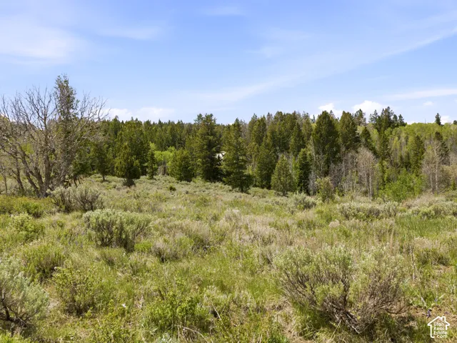 Expansive natural landscape featuring varied vegetation, including sagebrush and a dense forest of evergreen and deciduous trees