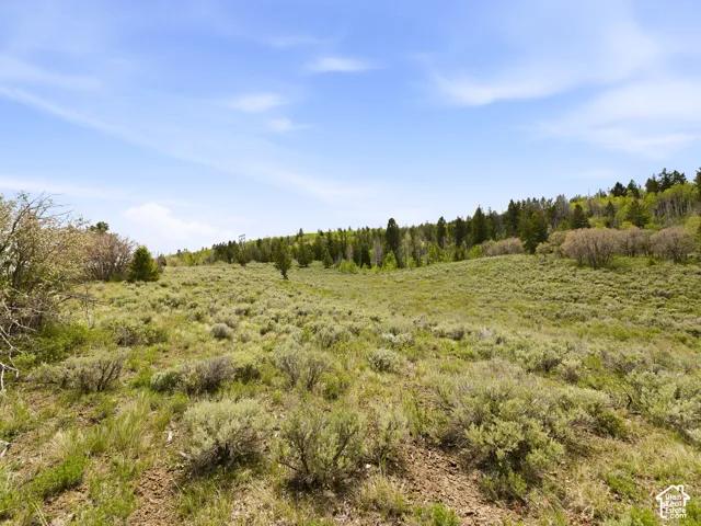 Expansive rolling landscape featuring varied native vegetation, a distant evergreen tree line, and a clear sky
