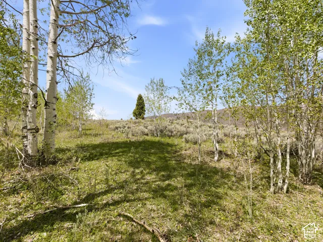 Expansive natural landscape featuring a mixture of mature and young aspen trees, interspersed with green grasses and low-lying brush
