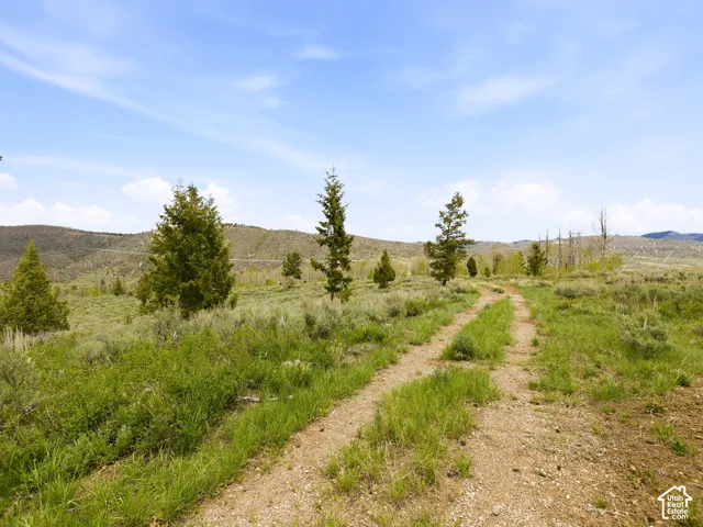Expansive natural landscape featuring a dirt path, varied green foliage, and scattered evergreen trees