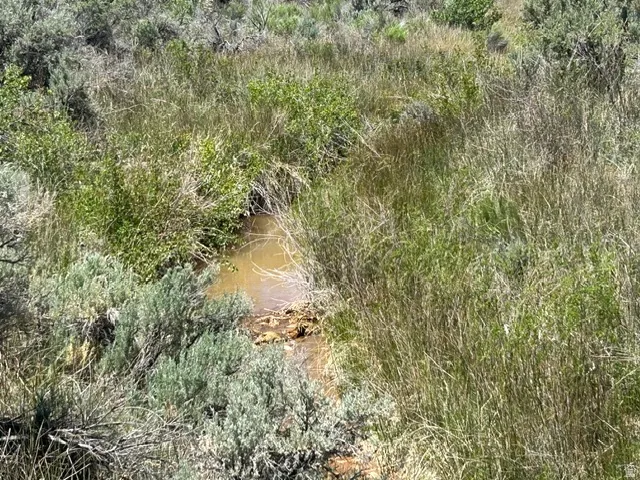 Natural landscape featuring a winding stream, dense vegetation, tall grasses, and various shrubbery