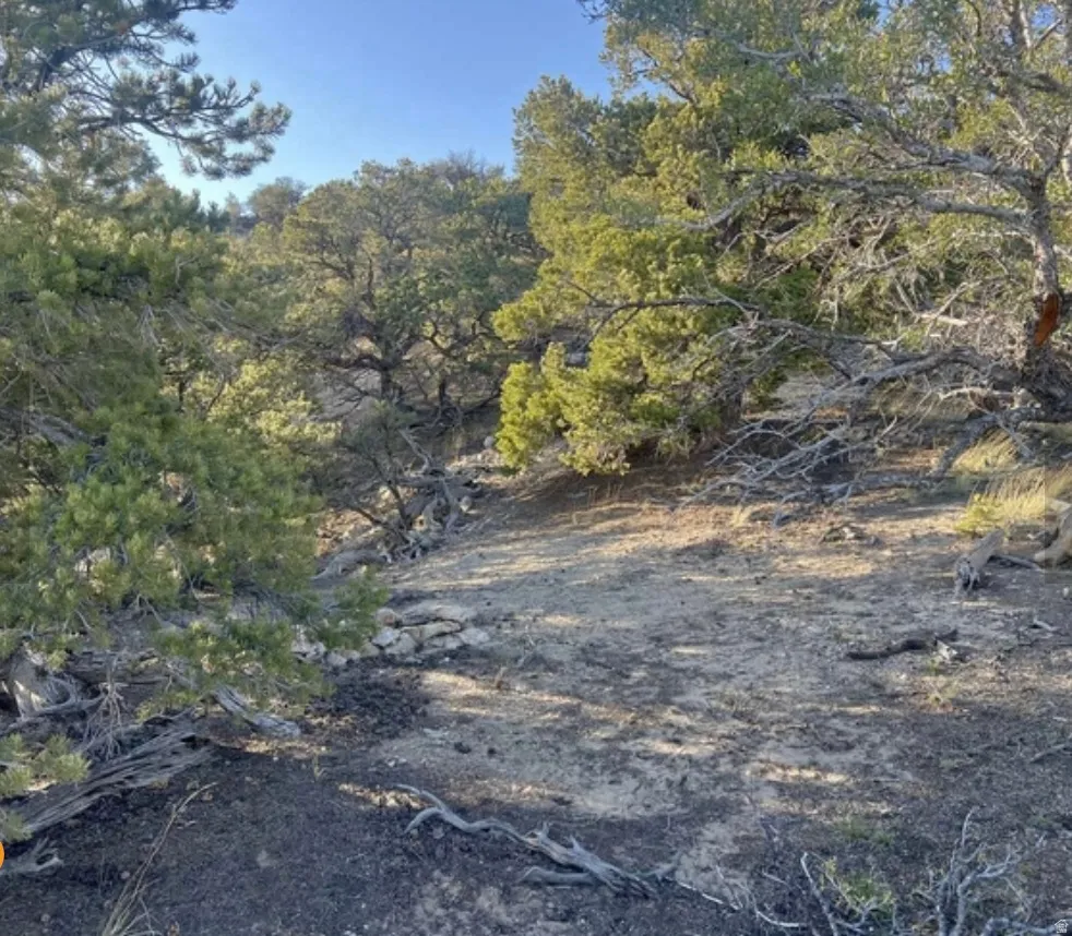 Expansive natural landscape featuring established trees and varied ground cover