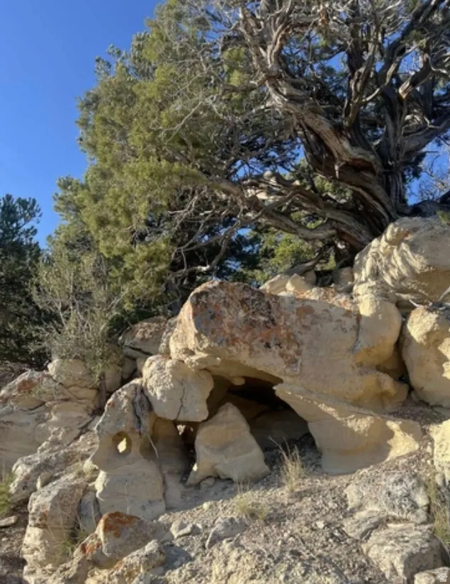Natural rock formations featuring a weathered, multi-trunked tree