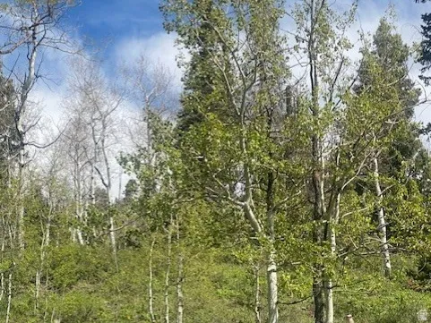 Natural landscape featuring mature trees, verdant undergrowth, and a clear blue sky