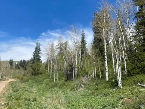 Expansive natural landscape featuring mature trees, diverse ground cover, and a clear blue sky overhead