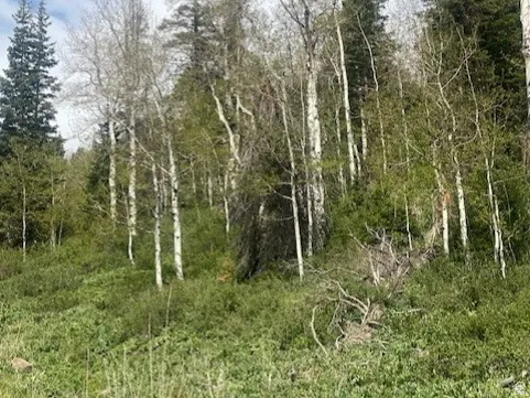 Wooded terrain featuring a mix of mature aspen and pine trees