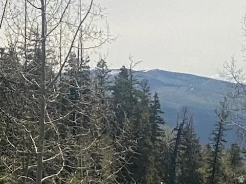 Wooded mountain landscape featuring mature deciduous and evergreen trees with a distant mountain peak