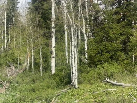 Mature aspen trees and evergreens define this natural landscape