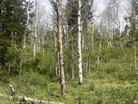 Wooded property featuring a mix of mature deciduous and evergreen trees, dense undergrowth, and natural ground cover