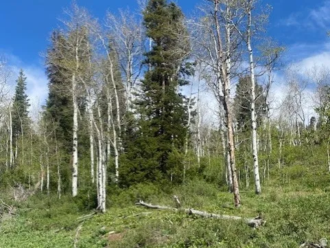 Wooded landscape featuring a mix of evergreen and deciduous trees, with dense ground cover and natural terrain