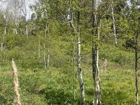 Natural landscape featuring a collection of deciduous and evergreen trees, with a prominent grove of aspens