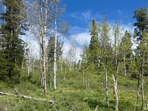 Elevated natural terrain featuring a mix of mature evergreen and deciduous trees