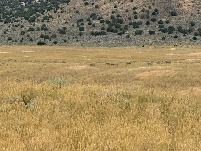Expansive natural landscape featuring golden grasses and varied terrain