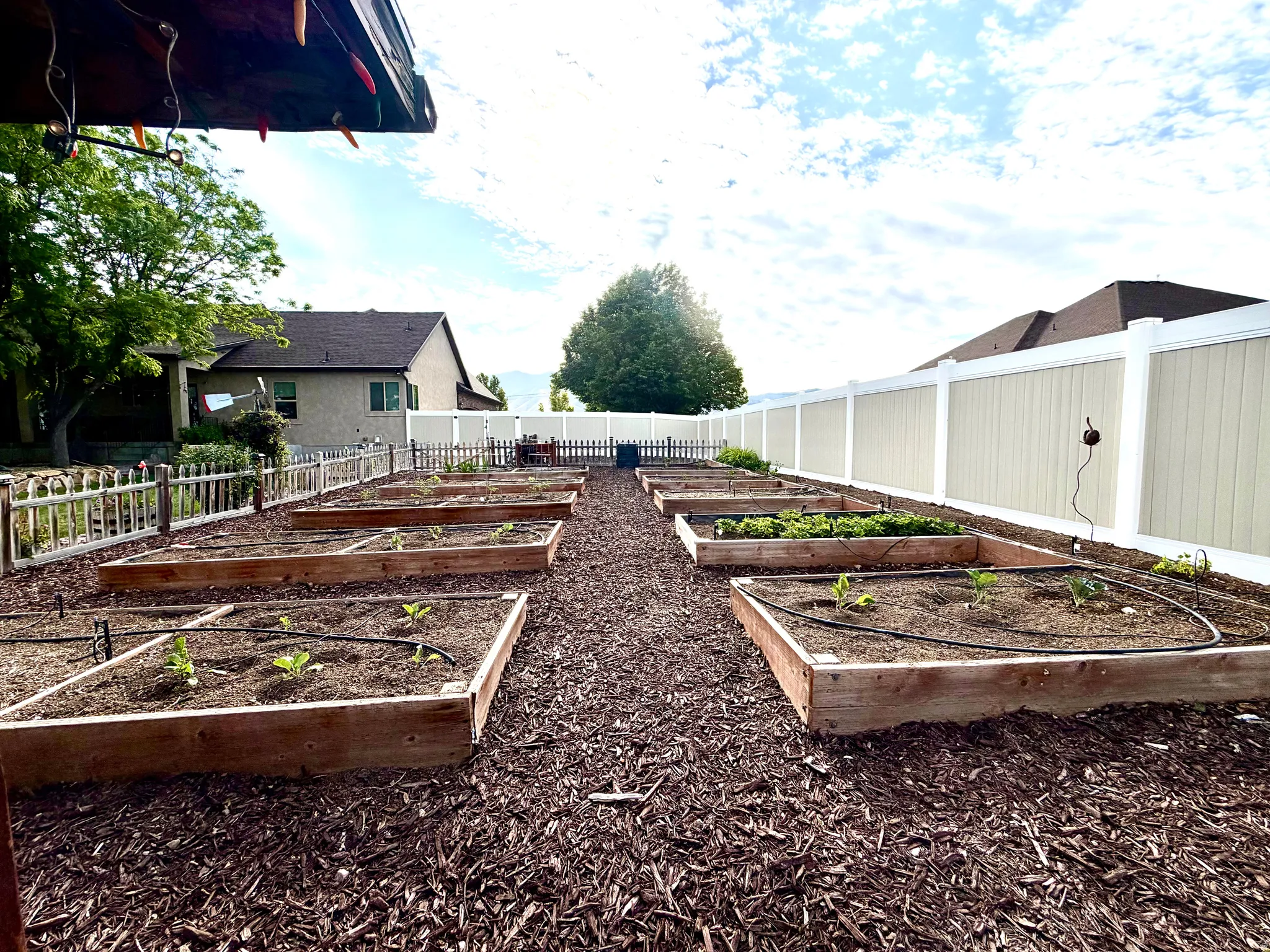 Expansive backyard garden featuring multiple raised garden beds, a drip irrigation system, and a white privacy fence