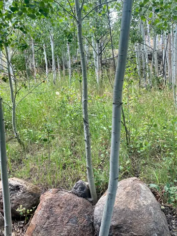 Private, natural landscape featuring mature aspen trees  and vibrant green foliage.  Boulders placed around patio and serene, private setting facing west.  This is the backyard of the home, built-into the hillside.