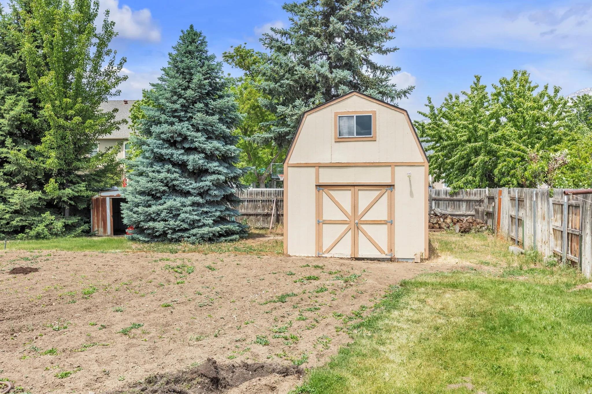 Spacious backyard featuring a gambrel-roof storage shed with a window, mature evergreen trees, and a privacy fence