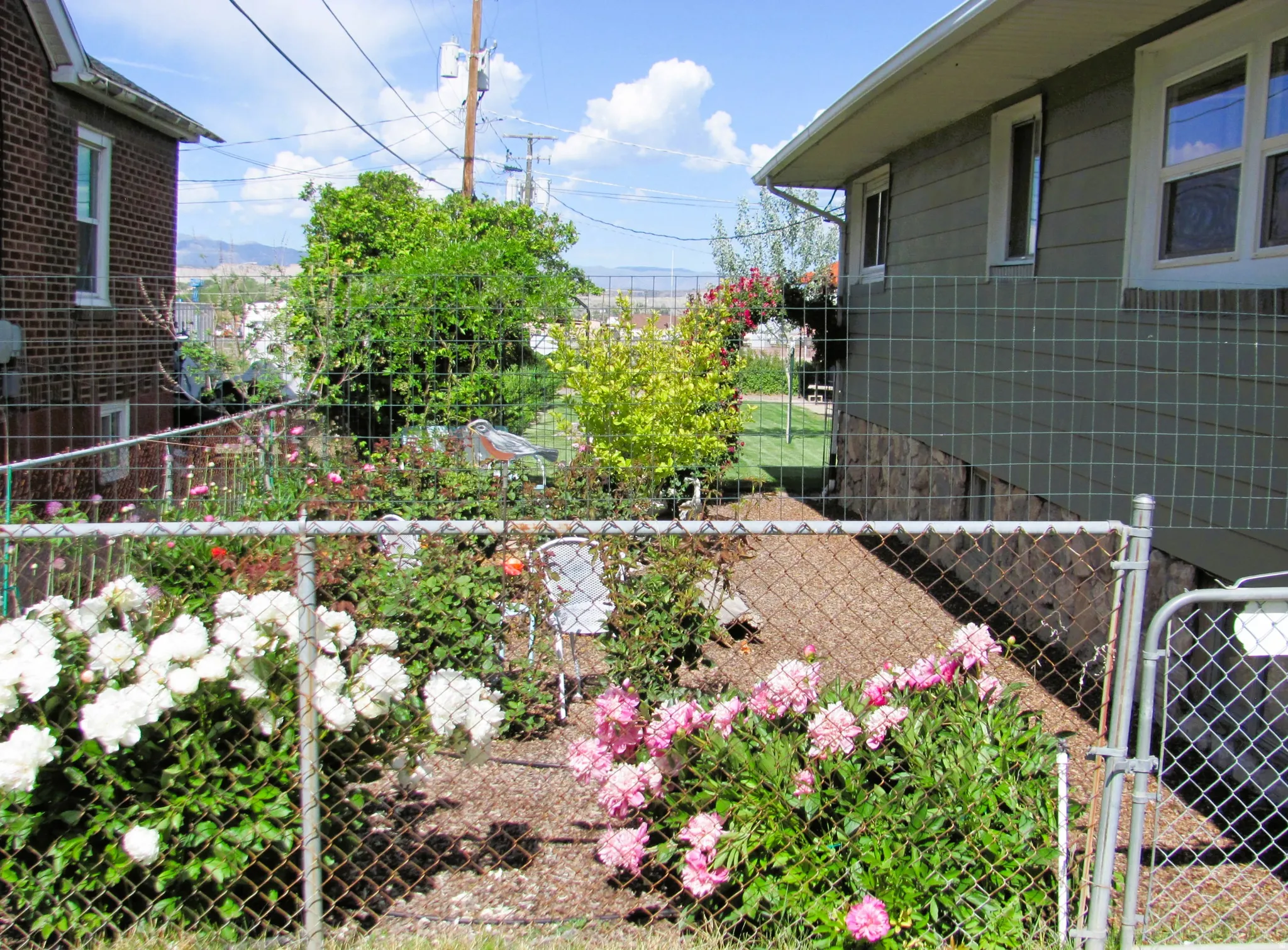 Fenced garden area featuring mature flowering plants