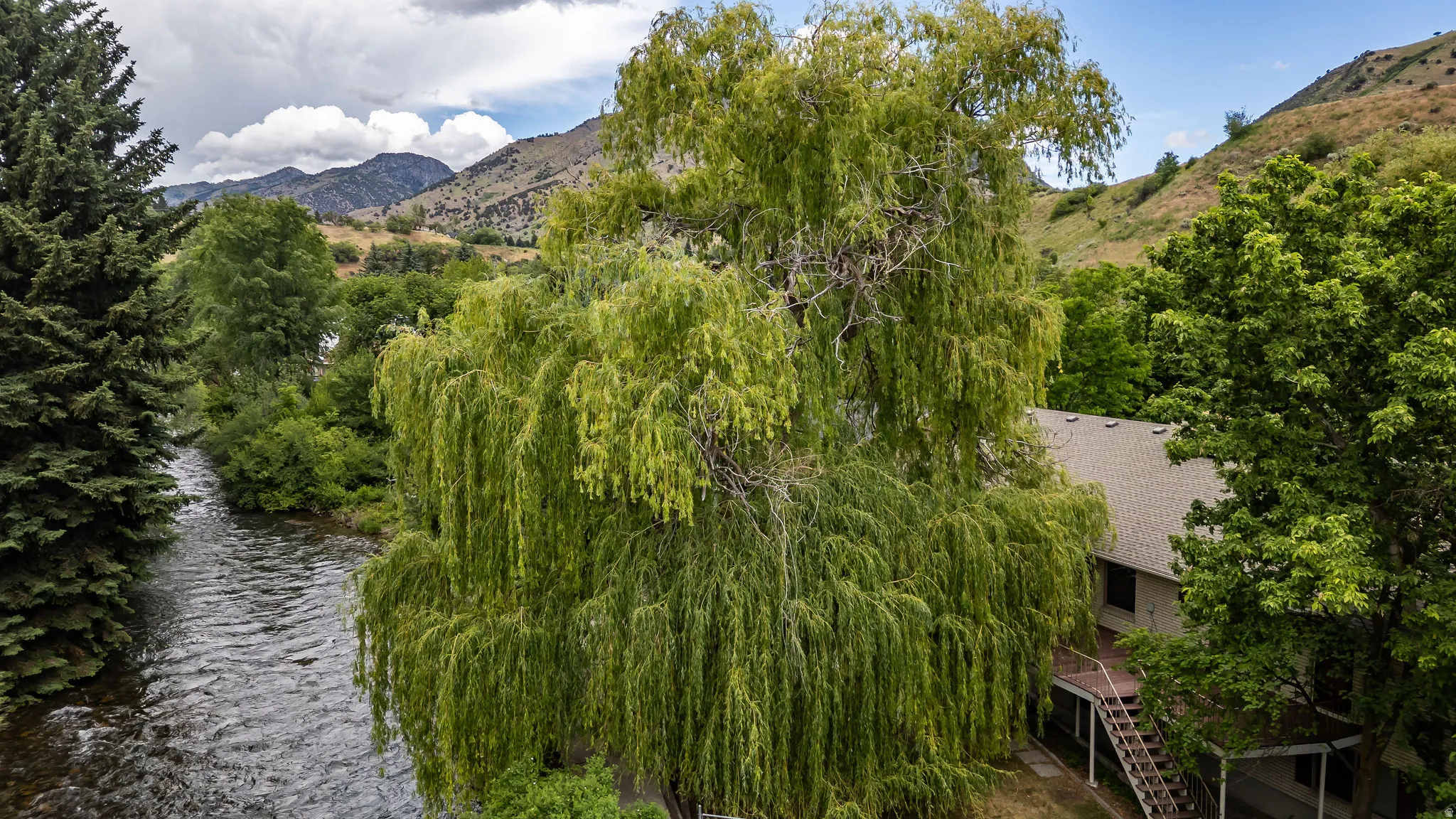 Mature weeping willow tree providing natural screening