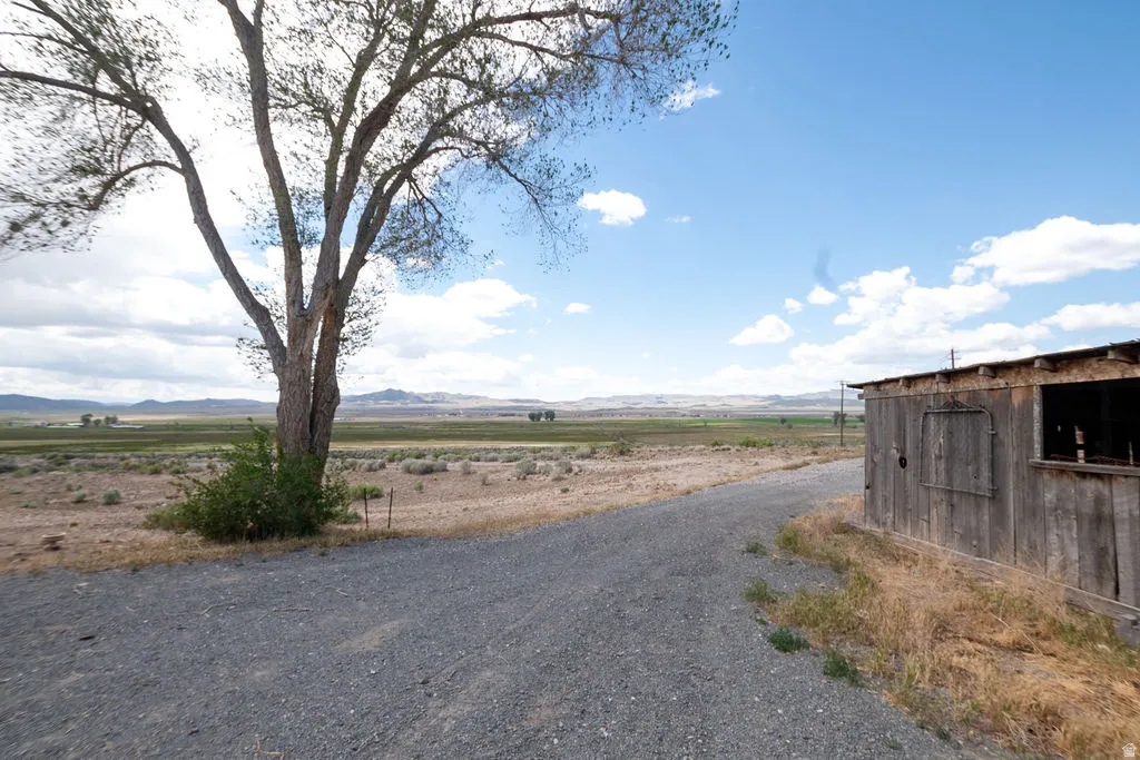 Gravel driveway extending through a natural landscape featuring a mature tree