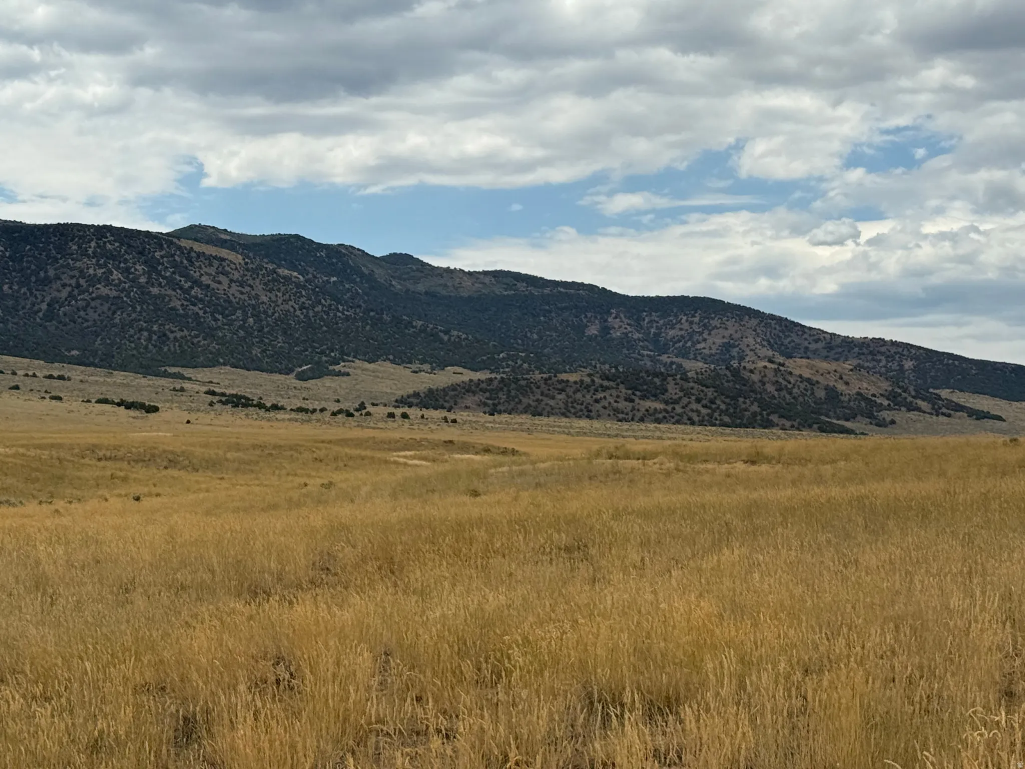 Expansive golden grasslands with distant mountains under a partly cloudy sky