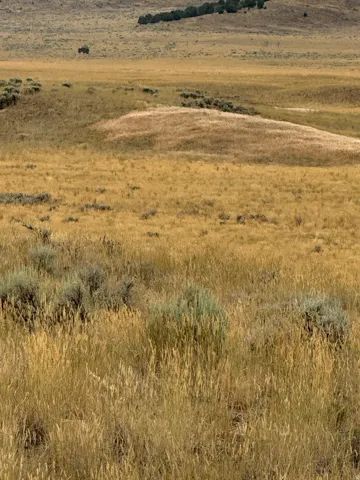 Expansive natural landscape featuring rolling hills and varied dry grasses