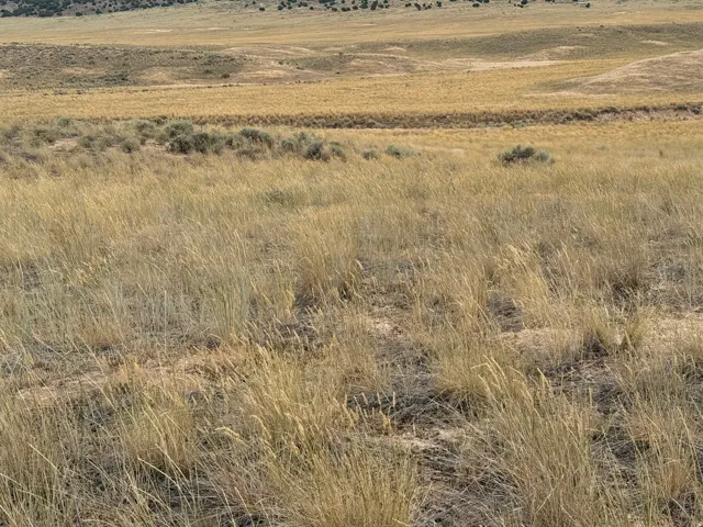 Expansive natural landscape featuring varied terrain and scattered scrub brush