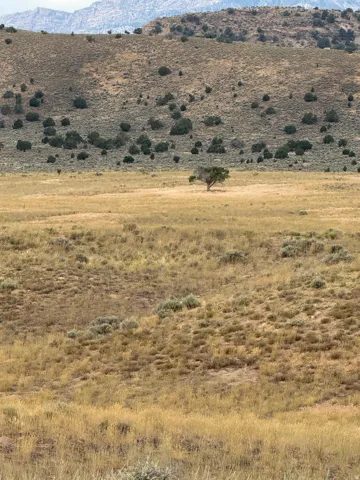 Expansive natural landscape featuring a solitary tree, rolling hills, and distant mountains