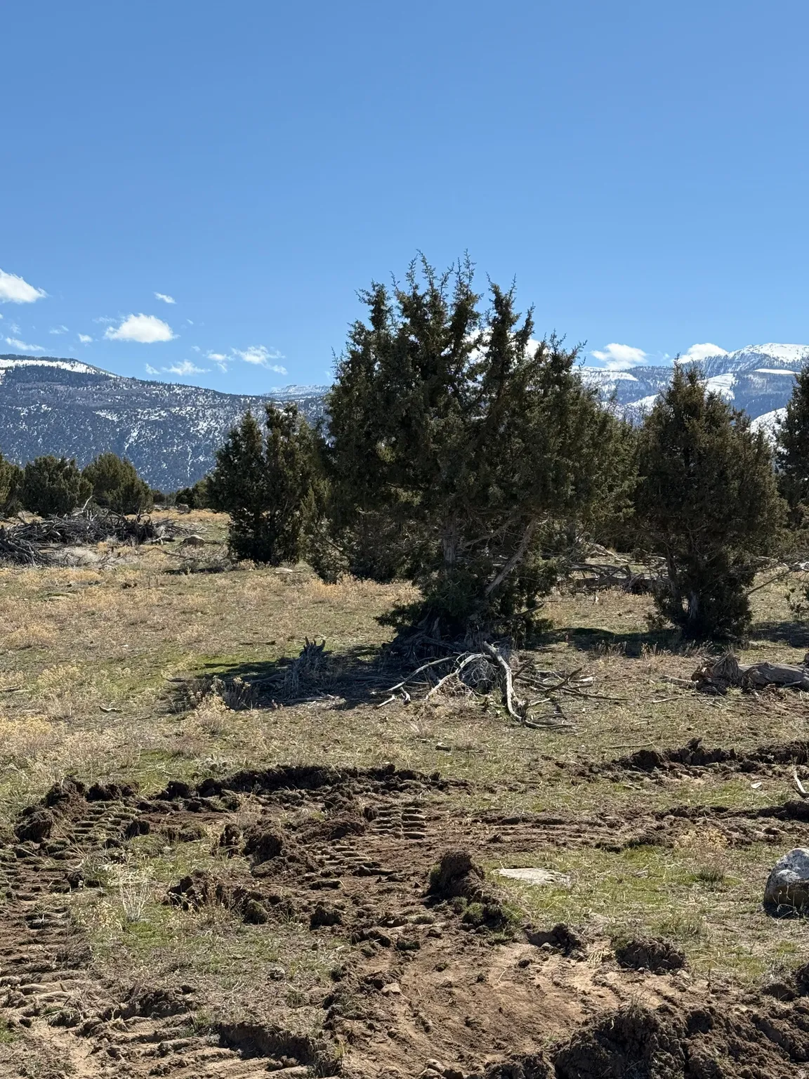 Expansive land parcel featuring natural shrubbery and mature trees, with distant snow-capped mountains under a clear sky