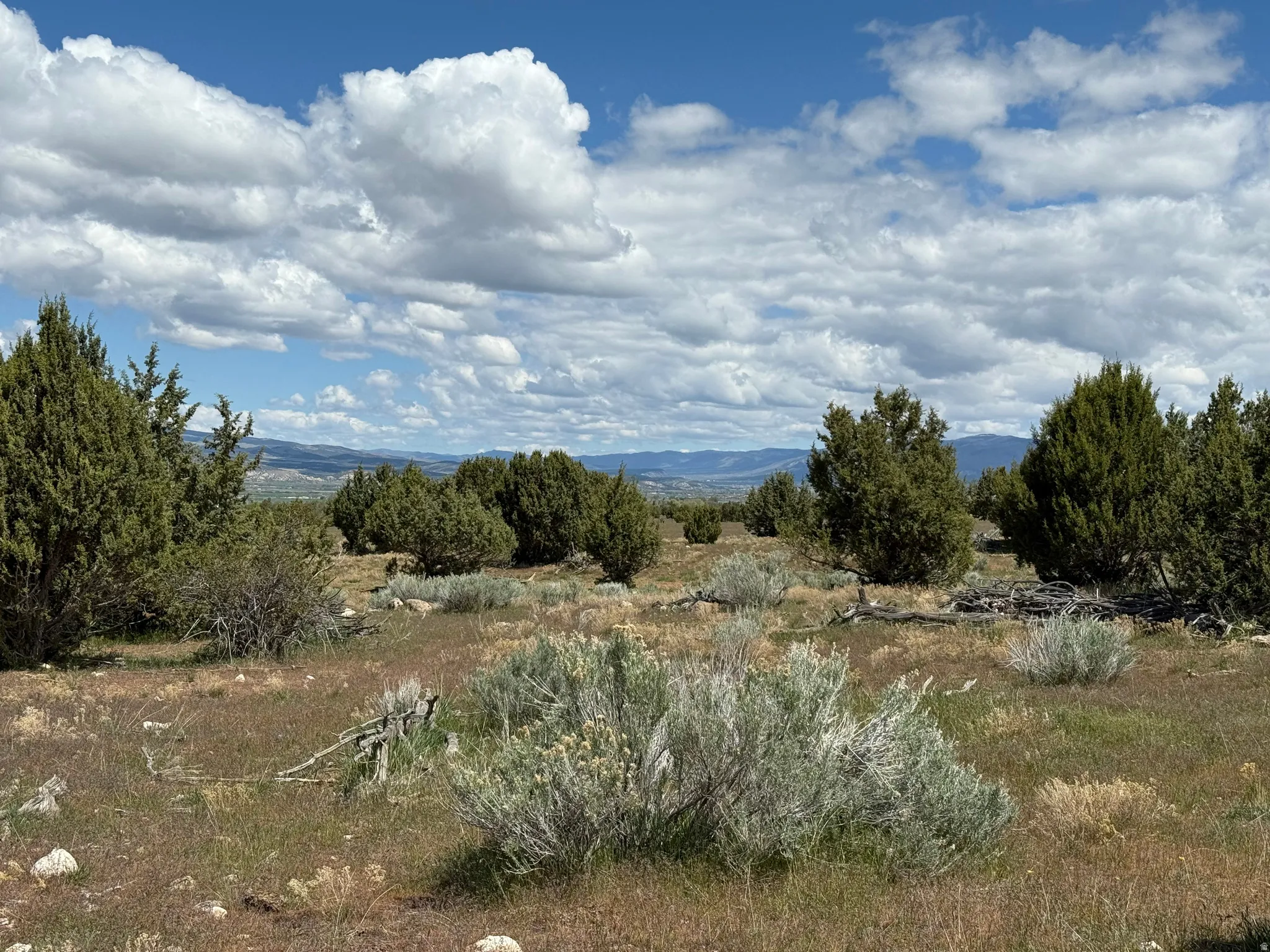 Expansive natural landscape featuring scattered evergreen trees and sagebrush, with distant mountains under a blue sky with white clouds