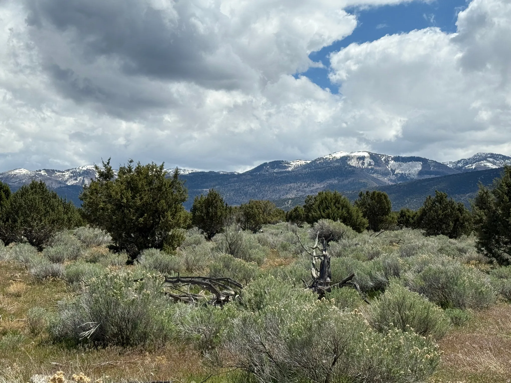 Expansive natural landscape featuring varied shrubbery, mature evergreen trees, and distant snow-capped mountains
