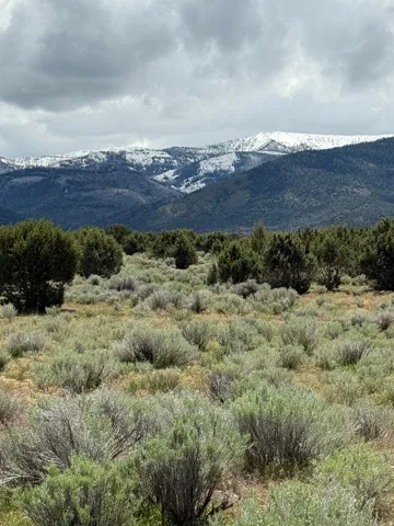 Expansive natural landscape featuring varied shrubbery and evergreen trees