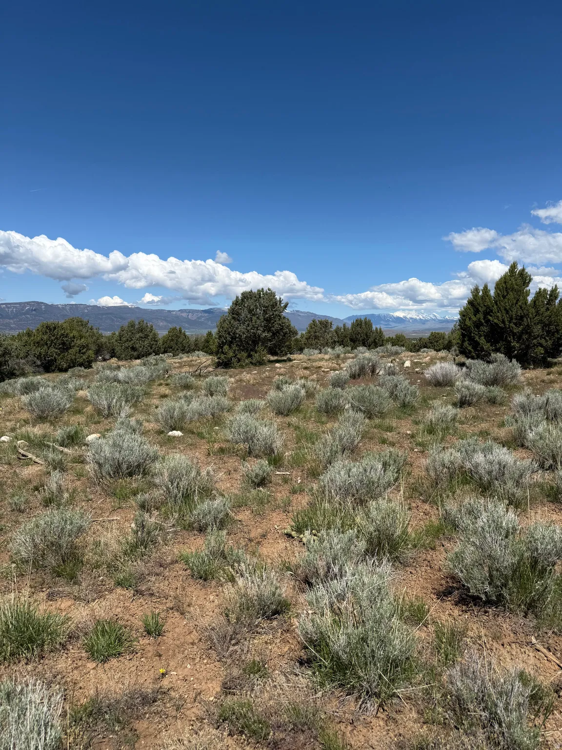 Expansive undeveloped land featuring natural sagebrush and scattered evergreen trees
