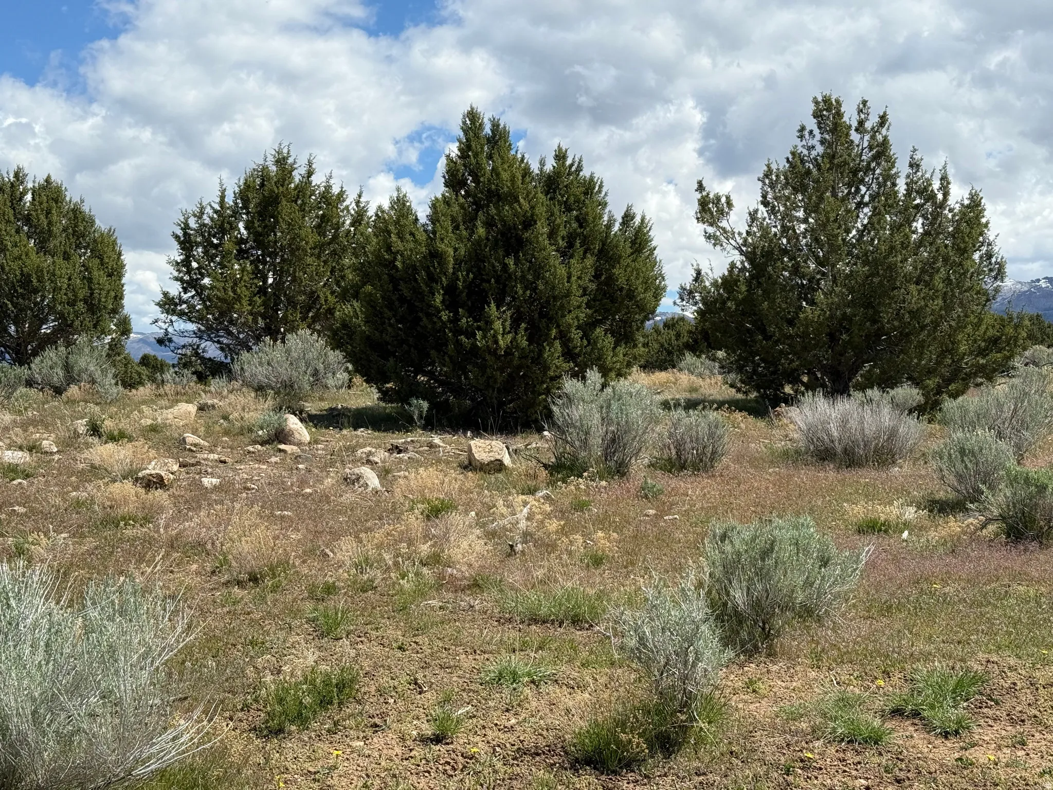 Expansive natural landscape featuring established evergreen trees and native shrubbery