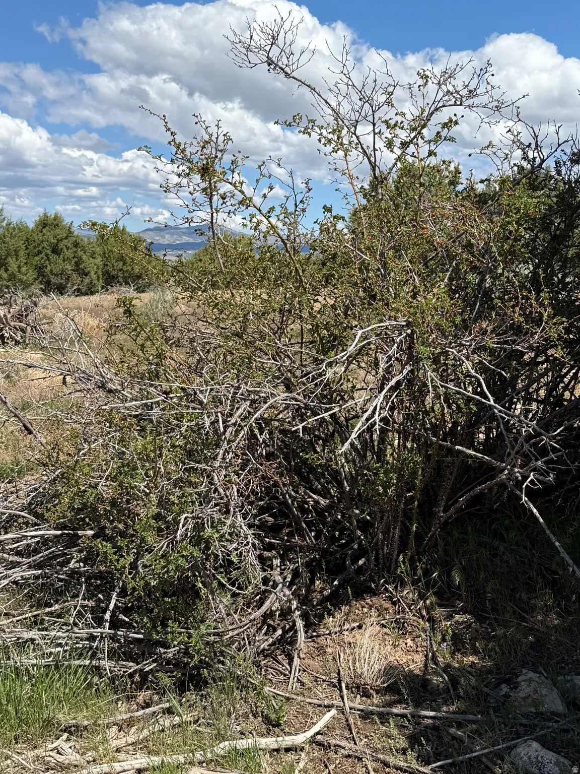 Natural terrain featuring varied brush and distant mountain scenery