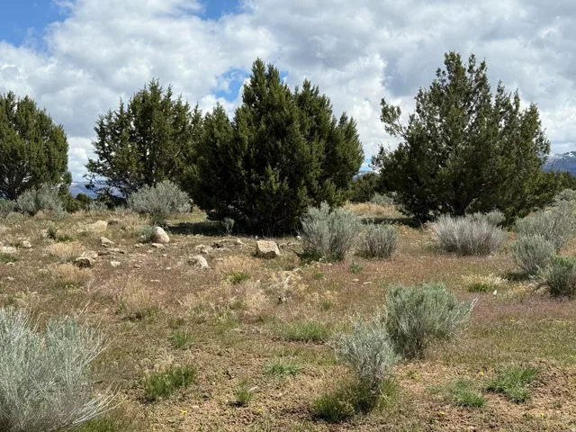 Expansive natural landscape featuring established evergreen trees and native shrubbery