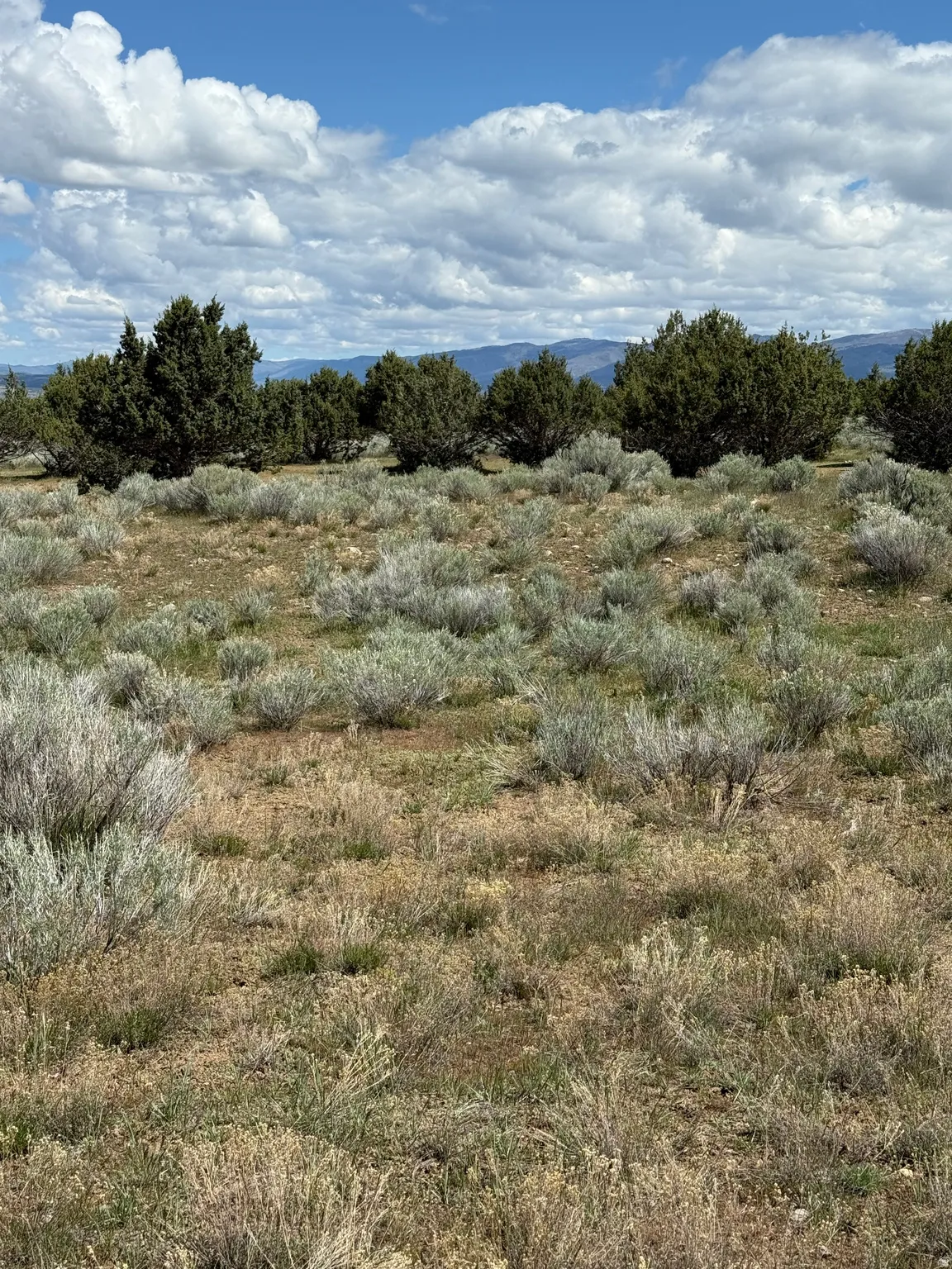 Expansive undeveloped land featuring natural foliage and distant mountain ranges