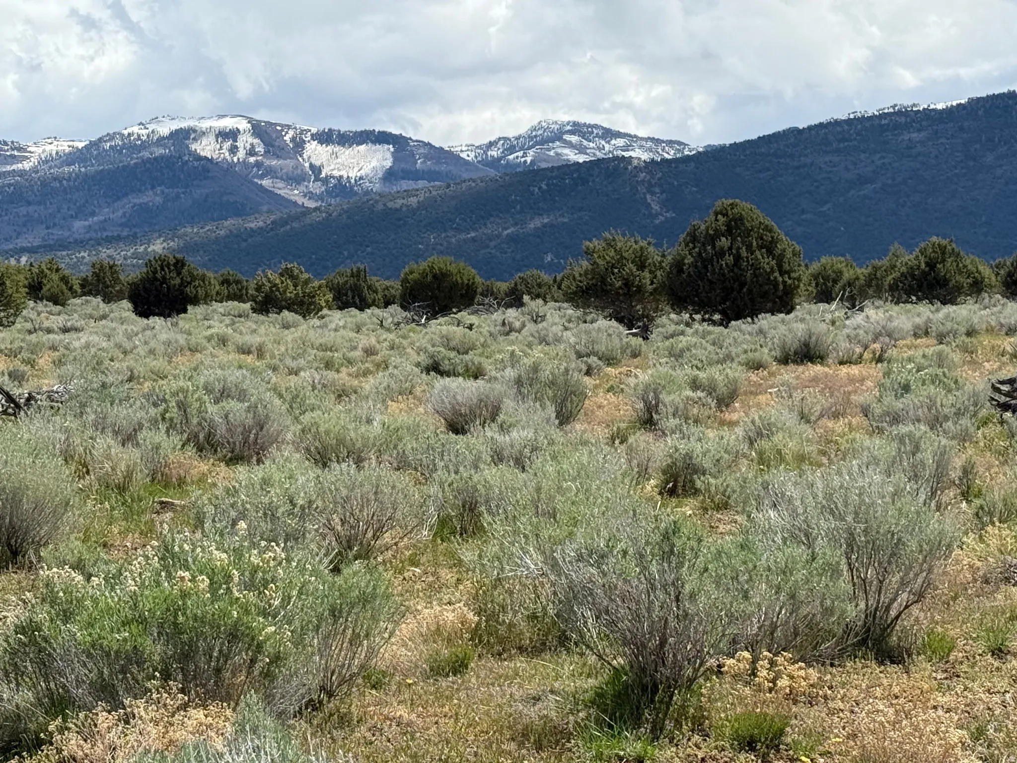 Expansive natural landscape featuring varied shrubbery and evergreen trees