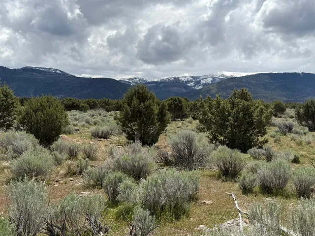 Expansive natural landscape featuring varied shrubbery and evergreen trees