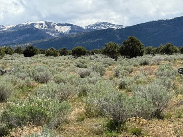 Expansive natural landscape featuring varied shrubbery and evergreen trees