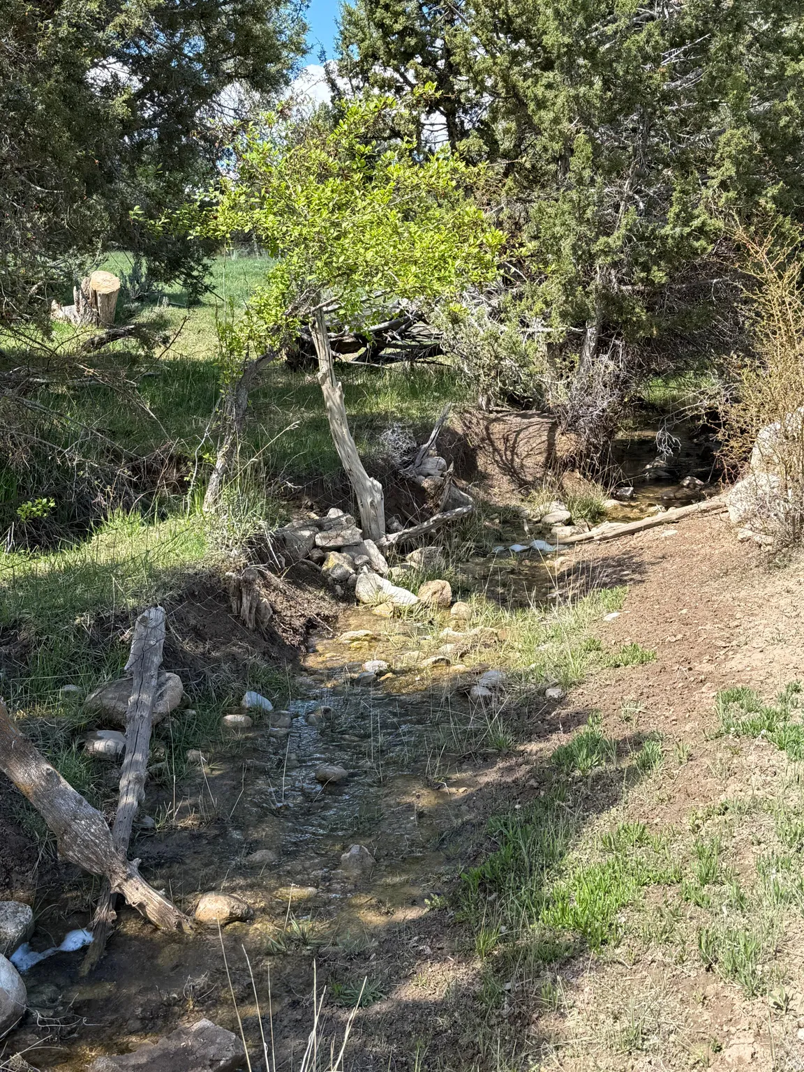 Natural water feature with rocky banks and diverse foliage