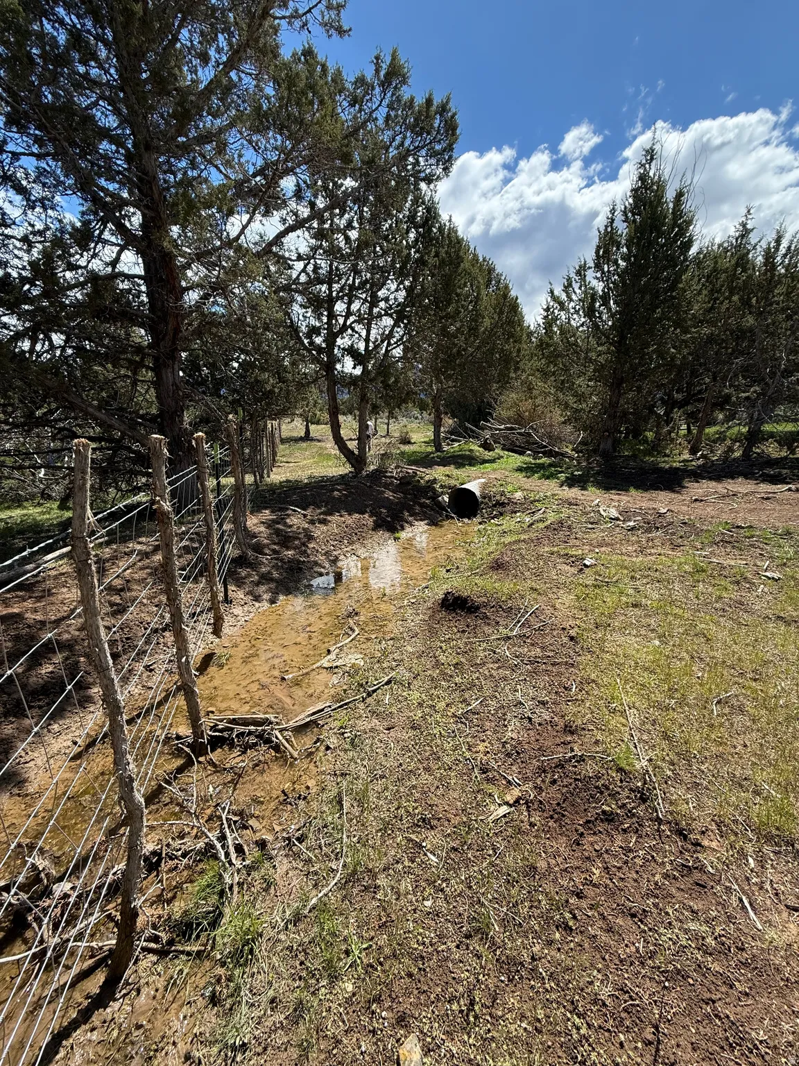 Natural landscape featuring mature evergreen trees and varied ground cover