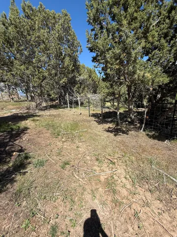 Natural landscape featuring abundant evergreen trees and partial wire fencing