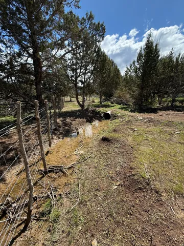 Natural landscape featuring mature evergreen trees and varied ground cover