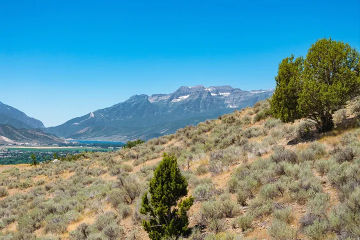 Expansive sloped terrain with natural shrubbery and mature trees