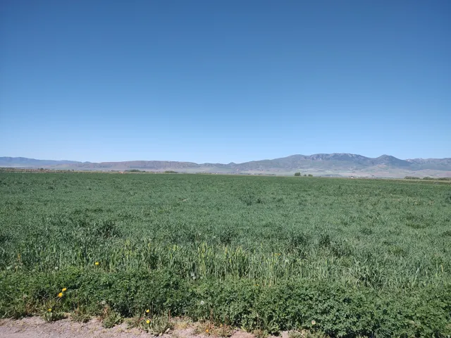 Expansive green agricultural field with a distant mountain range under a clear blue sky